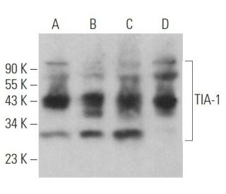 TIA-1 Antibody (C-10) - Western Blotting - Image 360813 