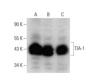 TIA-1 Antibody (G-11) - Western Blotting - Image 139432 