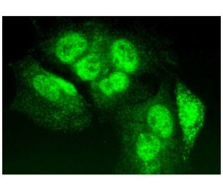 TIA-1 Antibody (G-3) - Immunofluorescence - Image 296810 