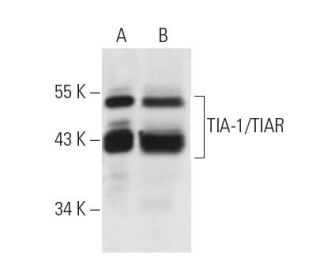 TIA-1/TIAR Antibody (D-9) - Western Blotting - Image 12471 