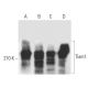 Tiam1 Antibody (F-11) - Western Blotting - Image 359194