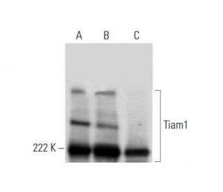 Tiam1 Antibody (G-1) - Western Blotting - Image 292964 