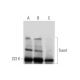 Tiam1 Antibody (G-1) - Western Blotting - Image 292964 