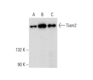 Tiam2 Antibody (C-5) - Western Blotting - Image 314568