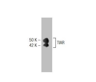 TIAR Antibody (6) - Western Blotting - Image 127501