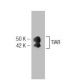 TIAR Antibody (6) - Western Blotting - Image 127501