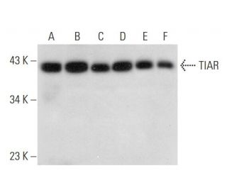 TIAR Antibody (G-6) - Western Blotting - Image 304305 