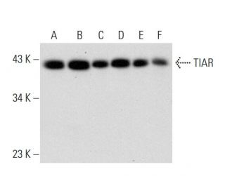 TIAR Antibody (H-1) - Western Blotting - Image 304306 