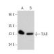 TIAR Antibody (H-1) - Western Blotting - Image 355279