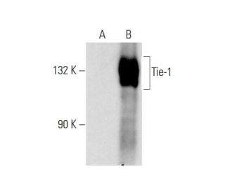 Tie-1 Antibody (G-12) - Western Blotting - Image 145582 