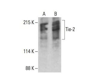 Tie-2 Antibody (F-6) - Western Blotting - Image 393524