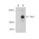 Tie-2 Antibody (F-8) - Western Blotting - Image 397678
