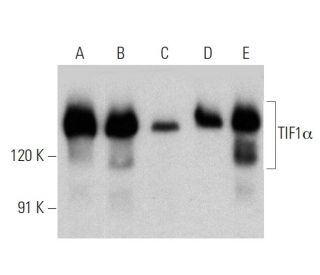 TIF1&alpha; Antibody (C-4) - Western Blotting - Image 359928 