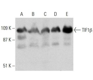 TIF1&beta; Antibody (D-7) - Western Blotting - Image 364830 