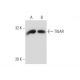 TIGAR Antibody (9C10) - Western Blotting - Image 139642 