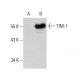 TIM-1 Antibody (A-12) - Western Blotting - Image 385349