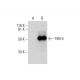 TIM-4 Antibody (G-6) - Western Blotting - Image 289968 