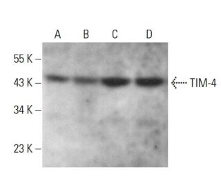 TIM-4 Antibody (G-6) - Western Blotting - Image 376936 