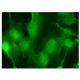 TIM Antibody (BB-7) - Immunofluorescence - Image 152177 