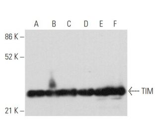 TIM Antibody (H-11) - Western Blotting - Image 358063 
