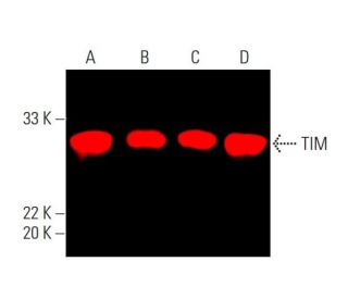TIM Antibody (H-11) - Western Blotting - Image 387665