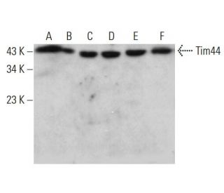 Tim44 Antibody (A-9) - Western Blotting - Image 382831