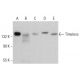 Timeless Antibody (A-3) - Western Blotting - Image 384331