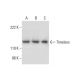 Timeless Antibody (G-4) - Western Blotting - Image 294104 