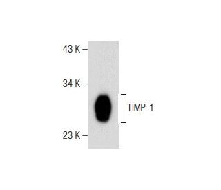 TIMP-1 Antibody (G-6) - Western Blotting - Image 160552 