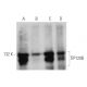 TIP120B Antibody (H-7) - Western Blotting - Image 346514