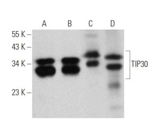 TIP30 Antibody (F-10) - Western Blotting - Image 359939 
