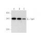 Tip41 Antibody (B-3) - Western Blotting - Image 301493 
