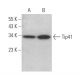 Tip41 Antibody (B-3) - Western Blotting - Image 372897
