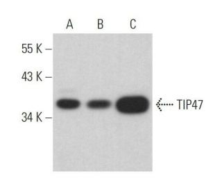 TIP47 Antibody (E-5) - Western Blotting - Image 359085 