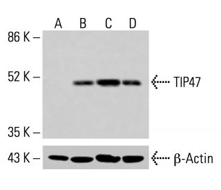 TIP47 Antibody (B-3) - Western Blotting - Image 415191