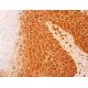 TIP60 Antibody (3F9G7) - Immunohistochemistry - Image 411719