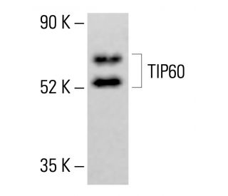 TIP60 Antibody (C-7) - Western Blotting - Image 413648