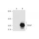 TIRAP Antibody (A-11) - Western Blotting - Image 66397