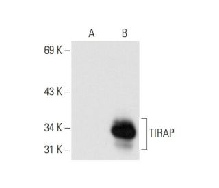 TIRAP Antibody (C-7) - Western Blotting - Image 66399