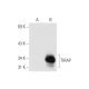 TIRAP Antibody (C-7) - Western Blotting - Image 66399