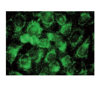 Titin Antibody (E-4) - Immunofluorescence - Image 142798 