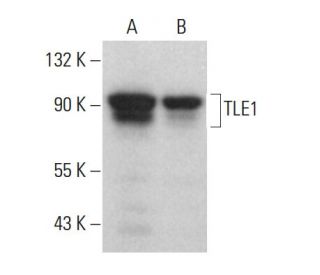 TLE1 Antibody (C-7) - Western Blotting - Image 376750 
