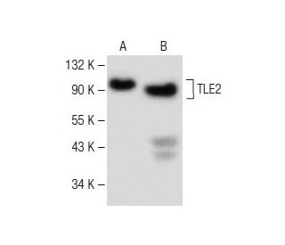 TLE2 Antibody (D-10) - Western Blotting - Image 149463
