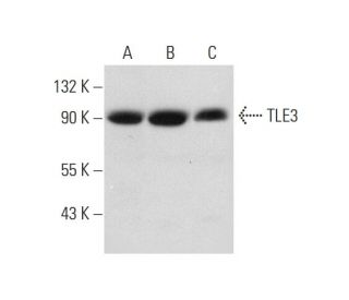 TLE3 Antibody (D-10) - Western Blotting - Image 333361 