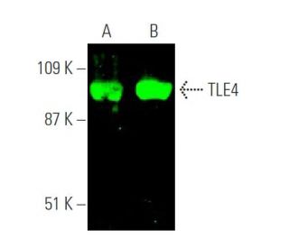 TLE4 Antibody (E-10) - Western Blotting - Image 372693 