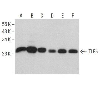 TLE5 Antibody (C-7) - Western Blotting - Image 379493 
