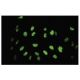 TLK2 Antibody (Y-17) - Immunofluorescence - Image 35533