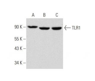 TLR1 Antibody (H-8) - Western Blotting - Image 320167