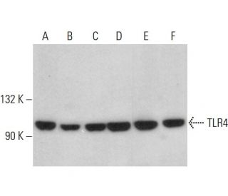 TLR4 Antibody (25) - Western Blotting - Image 348898 
