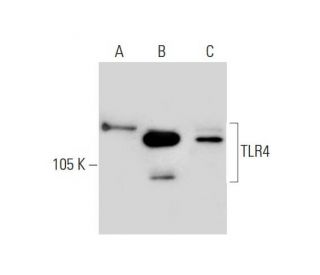 TLR4 Antibody (76B357.1) - Western Blotting - Image 129666